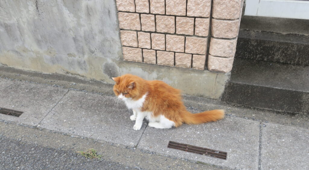 超高齢猫シャンクス 外に出たい と大騒ぎの巻 りっつんブログ