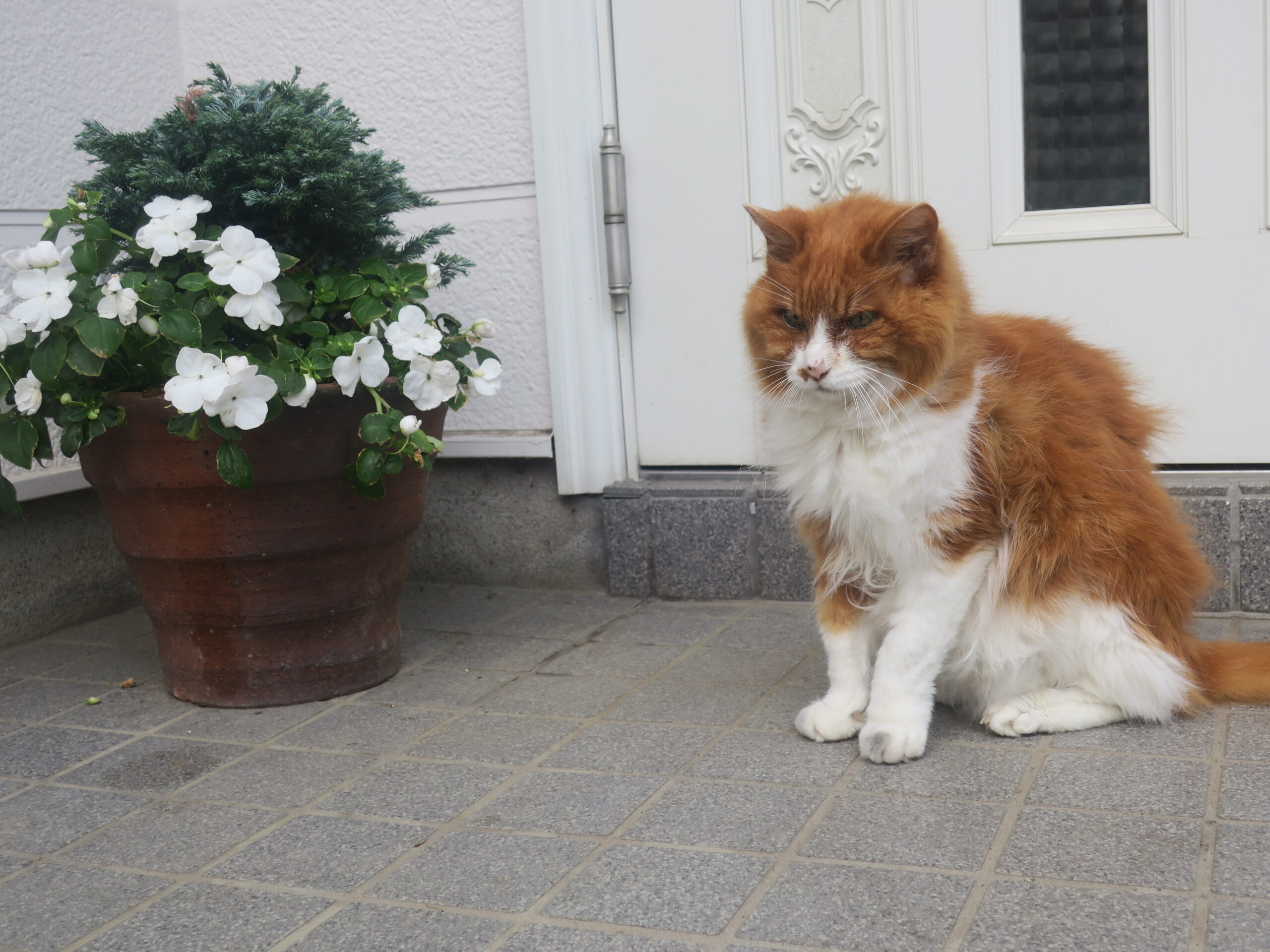 超高齢猫シャンクス 外に出たい と大騒ぎの巻 りっつんブログ