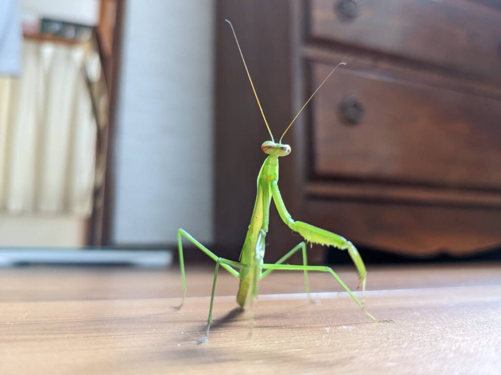 夏の昆虫採集 たっくんとカマキリと りっつんブログ